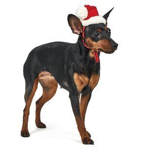 Pet Fashion (Пет Фешн) Новорічний Ковпак для собак, XS