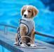 Max&Molly (Макс енд Моллі) Air Vest Harness Matrix 2.0 - Шлея для собак Black чорного кольору, XS