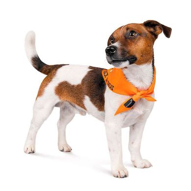 Pet Fashion (Пет Фешн) Trick or Treat Casper – Бандана с принтом Каспера для собак (оранжвая) M-XL
