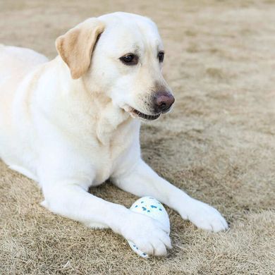 M-Pets (М-Петс) Bloom Rugby - М'яч-регбі Блум для собак, Багатокольоровий, 14 см