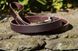 Coastal (Костал) Circle-T - Поводок кожаный для собак 2,5x180 Коричневый