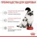 Royal Canin (Роял Канин) Mother&Babycat - Сухой корм с птицей для котят от 1 до 4 месяцев, 10 кг