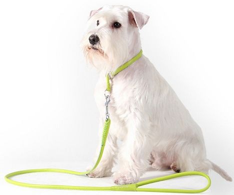 Collar (Коллар) WAUDOG Glamour – Повідець шкіряний круглий для собак 0,4х122 см Ментоловий