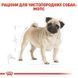 Royal Canin (Роял Канин) Pug Adult - Сухой корм для взрослых Мопсов, 3 кг