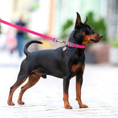 copy_Collar (Коллар) WAUDOG Waterproof - Водостійкий повідець для собак 1,5х183 см Рожевий