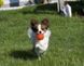 Jolly Pets (Джоллі Петс) JUMPER &ndash; Іграшка м'яч для ласощів Джампер для собак, 10 см