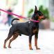 copy_Collar (Коллар) WAUDOG Waterproof - Водостійкий повідець для собак 1,5х183 см Рожевий