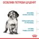 Royal Canin (Роял Канін) Medium Puppy - Сухий корм з м'ясом птиці для цуценят собак середніх порід 1 кг