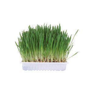 Тrixie (Трикси) Cat Grass - Трава для маленьких животных 100 г