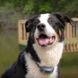 PetSafe (ПетСейф) Standard Remote Trainer- Электронный ошейник для собак малых и средних пород 100 м