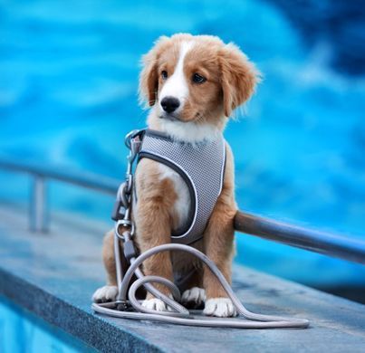 Max&Molly (Макс энд Молли) Air Vest Harness Matrix 2.0 - Шлея для собак Turquoise бирюзового цвета, XXS