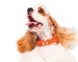 Collar (Коллар) Waudog Glamour – Нашийник шкіряний з QR паспортом для собак, візерунок "Зірочка" світиться/світловідбиваючий 1,2x19-25 см Блакитний