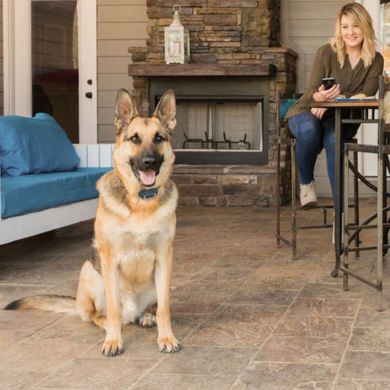 PetSafe (ПетСейф) Smart Dog Trainer - Електронний ошийник для всіх собак з керуванням зі смартфона Smart Dog Trainer
