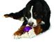 Premier (Преміер) Bouncy Bone - Суперміцна іграшка-годівниця для собак S