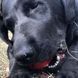 SodaPup (Сода Пап) Usa-K9 Stars and Stripes Ultra &ndash; Жевательная игрушка-диспенсер Usa-K9 для лакомств из суперпрочного материала для собак, M