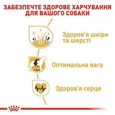 Royal Canin (Роял Канін) Cocker Adult - Сухий корм для Кокер спаніелів, 3 кг