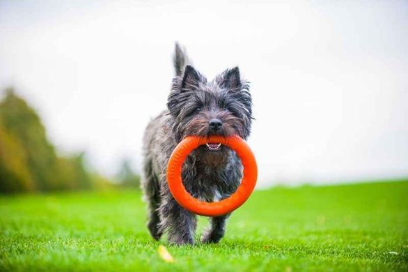 Collar (Коллар) PitchDog - Кільце для ігор та апортування, Салатовий, 20 см