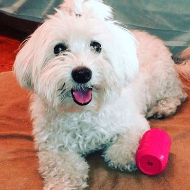 SodaPup (Сода Пап) Sp Puppy Can Toy &ndash; Игрушка-диспенсер для лакомств Жестяная Банка из суперпрочного материала для собак, Черный, M