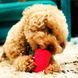 SodaPup (Сода Пап) Sp Puppy Can Toy &ndash; Игрушка-диспенсер для лакомств Жестяная Банка из суперпрочного материала для собак, Черный, M