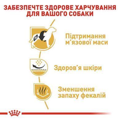 Royal Canin (Роял Канин) French Bulldog 26 Adult - Сухой корм для взрослых Французских Бульдогов, 1,2 кг + 300 г