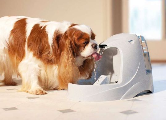 PetSafe (ПетСейф) Drinkwell Platinum Pet Fountain - Автоматичний фонтанчик - поїлка для собак 5 л