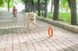 Collar (Коллар) PitchDog - Кольцо для игр и апортировки, Оранжевый, 20 см