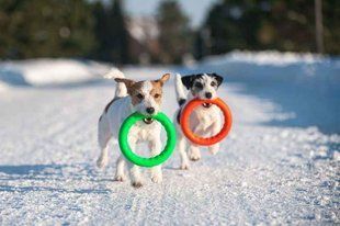 Collar (Коллар) PitchDog - Кільце для ігор та апортування, Салатовий, 28 см