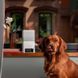 Petcube (Петкуб) Bites 2 lite - Інтерактивний пристрій для спілкування з домашнім улюбленцем, 14,48х7,62х26,92 см