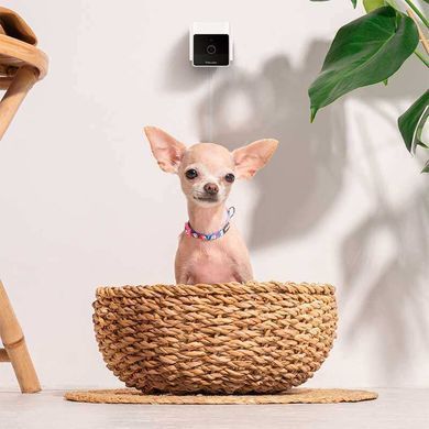 Petcube (Петкуб) Сam - Інтерактивний куб для взаємодії з домашніми тваринами, 10х10х10 см