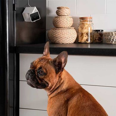 Petcube (Петкуб) Сam - Інтерактивний куб для взаємодії з домашніми тваринами, 10х10х10 см