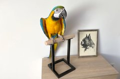 Haustier (Хаустиер) Loft - Стенд для попугая настольный, черный