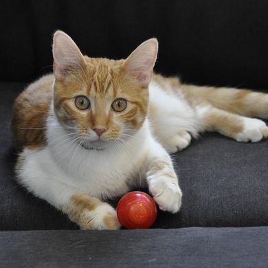 Игрушка для котов овальный оранжевый мяч