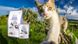 Brit Care (Бріт Кеа) Lilly - Сухий корм з ягням і лососем для дорослих котів з чутливим травленням 400 г