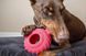Jolly Pets (Джоллі Петс) JOLLY TUFF TREADER - Iграшка для ласощiв Джолли Таф Тредер для собак 15х20х7 см Червоний