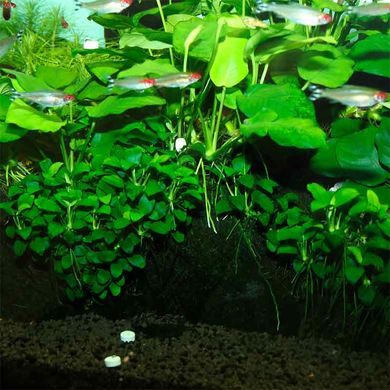 JBL (ДжиБиЭль) PROFLORA Ferropol Tabs - Удобрение для растений в пресноводных аквариумах