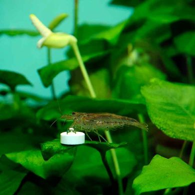 JBL (ДжиБиЭль) PROFLORA Ferropol Tabs - Удобрение для растений в пресноводных аквариумах