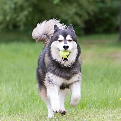 Kong (Конг) AirDog Squeakair Ball - Игрушка мяч с пищалкой, XS, 3 шт.