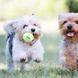 Kong (Конг) AirDog Squeakair Ball - Игрушка мяч с пищалкой, XS, 3 шт.