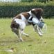 M-Pets (М-Петс) Chewtopia Eco Dog Toy Sheep - Эко-игрушка Овечка для средних и больших пород собак, 35х19х8 см